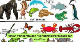Hewan Vertebrata dan Avertebrata Perbedaan dan Klasifikasi