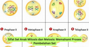 Sifat Sel Anak Mitosis dan Meiosis Memahami Proses Pembelahan Sel
