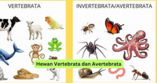 Hewan Vertebrata dan Avertebrata