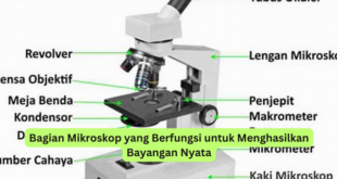 Bagian Mikroskop yang Berfungsi untuk Menghasilkan Bayangan Nyata