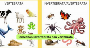 Perbedaan Invertebrata dan Vertebrata