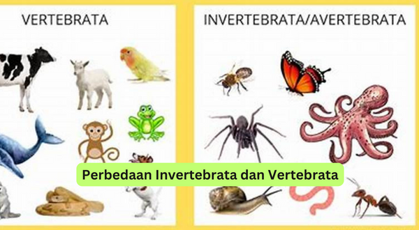 Perbedaan Invertebrata dan Vertebrata